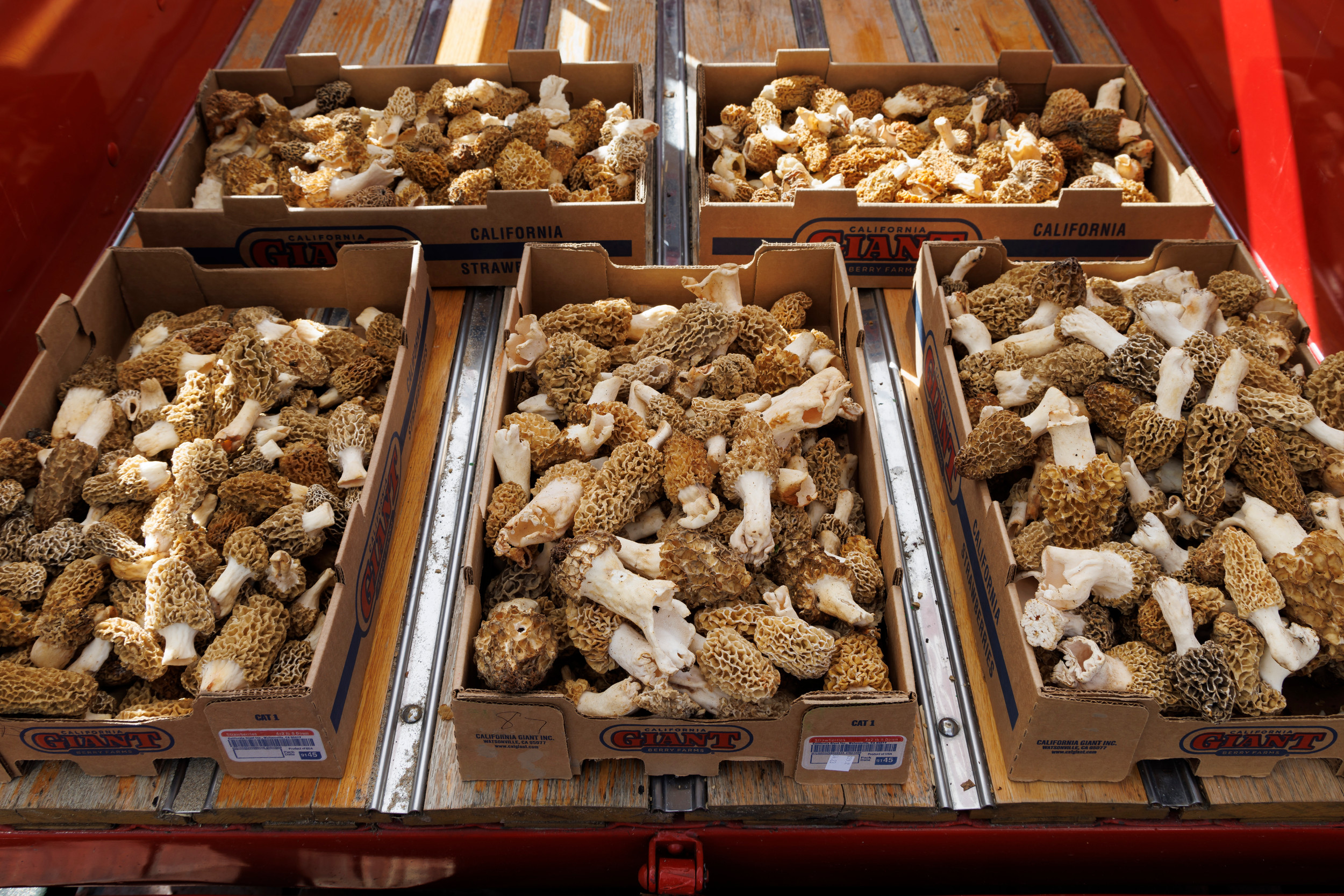 Boundary Mushroom Festival